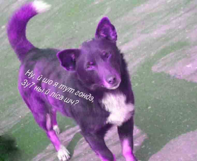 Шо ж то за моняТорЧыц