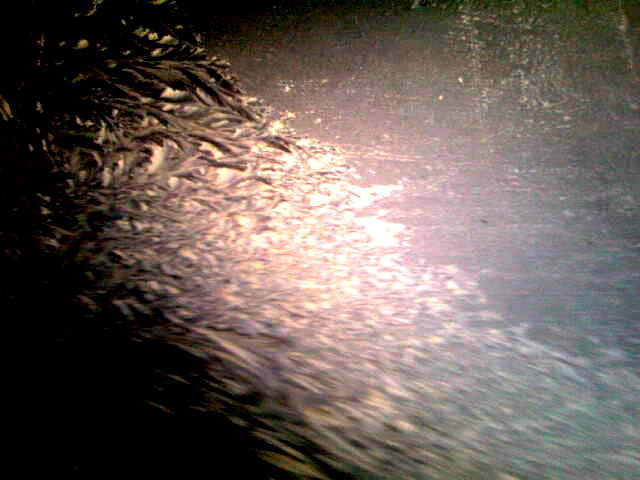 Струится тишина по лунной глади