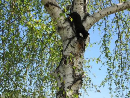 Территория черного кота