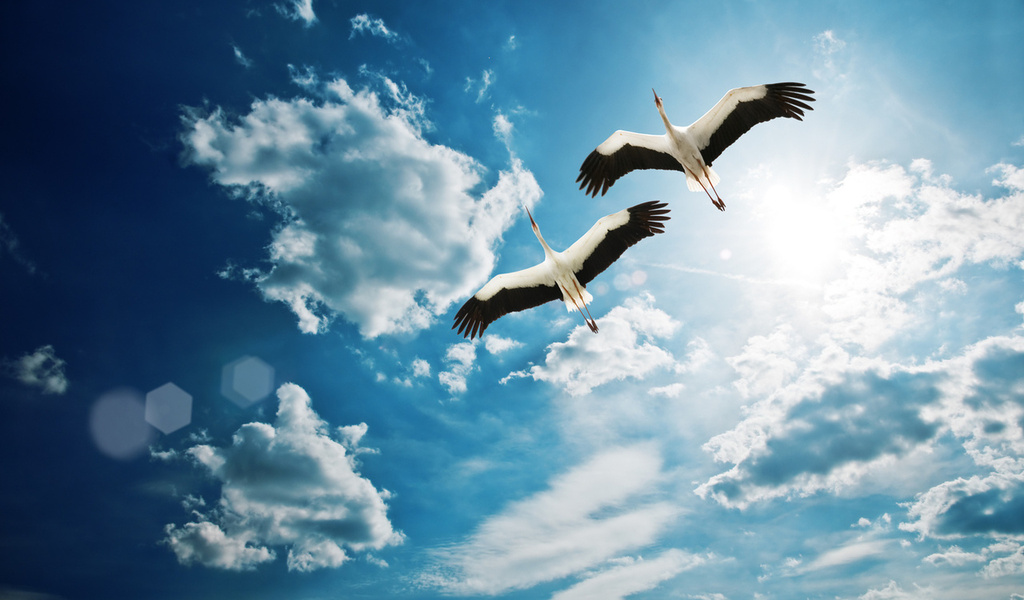 Надёжно аиста крыло