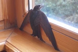 Ласточка. 06. 08. 2015