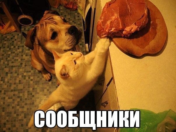 399 Д В мире Пес живет с Котом 24 02 16. 16-00