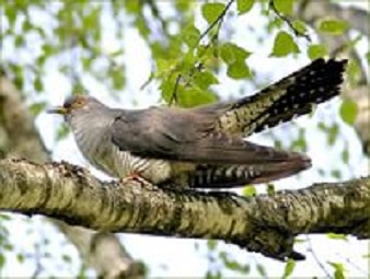 Кукушка и воробей