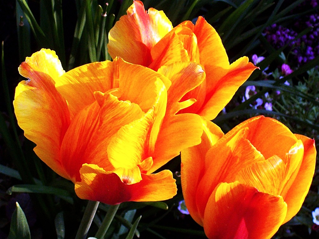 Весна света