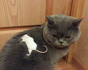 Не мышастый кот