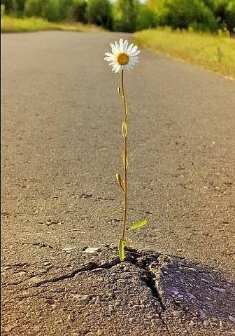 Цветок поможет...