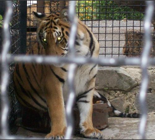 В цирке блистают огни