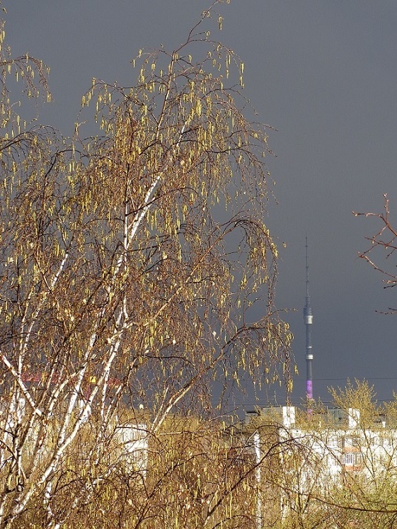 Налетел весенний дождик!