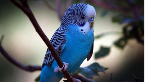 дрессировка