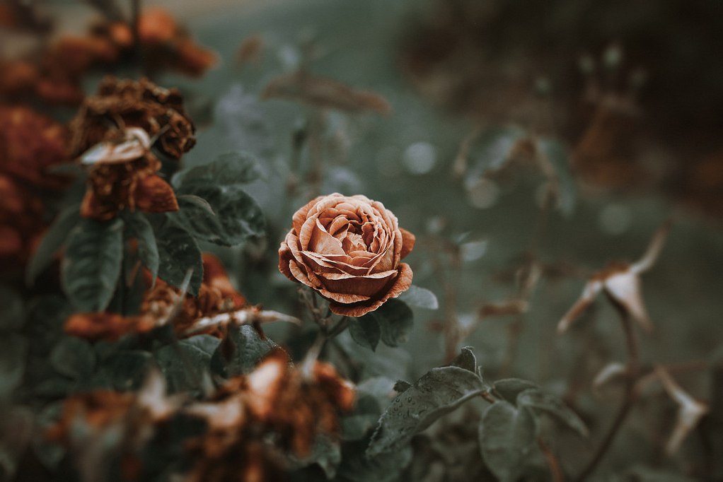 Лепестками... (Дмитрий Артюшкин) / Стихи.ру