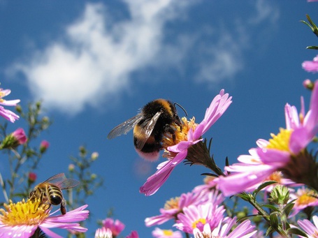 История, рассказанная светом грёз