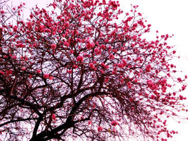 Пока Растёт Вишня