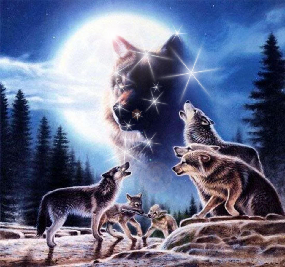 Созвездие волка