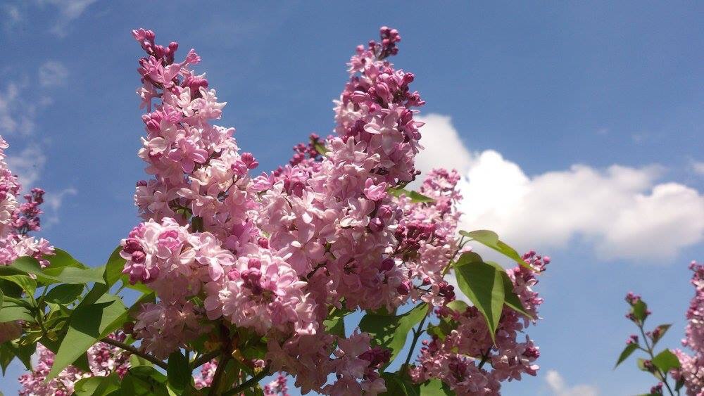 Ощущаю запаха сирень