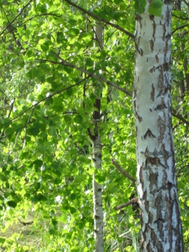 Белоствольные березы