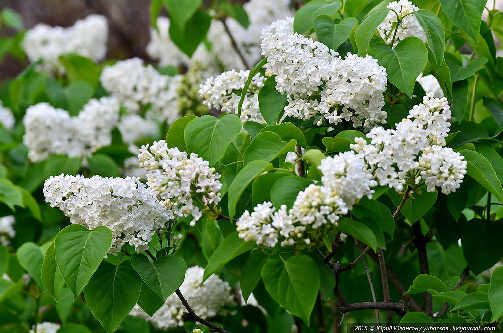 Весна - не осень...