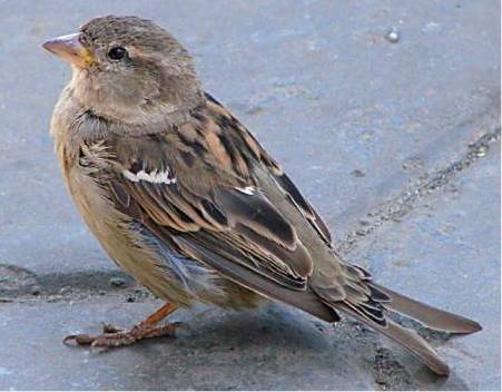 Про друга - воробья