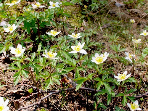 Майский денёчек