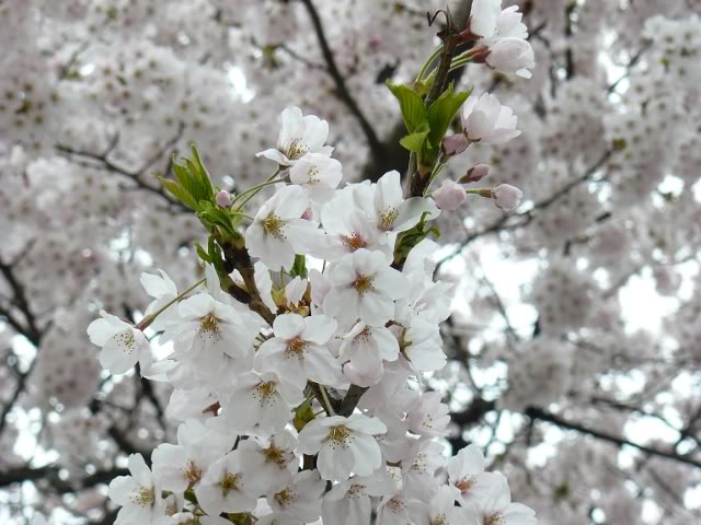 Песня отцветает вишня. Вишня морозовка цветение. Цветение вишни. Вишня брусницына цветение. Вишня ласуха цветение.