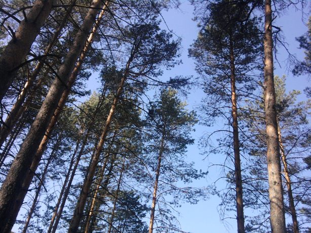 Золотистые сосны как струны гудят на ветру