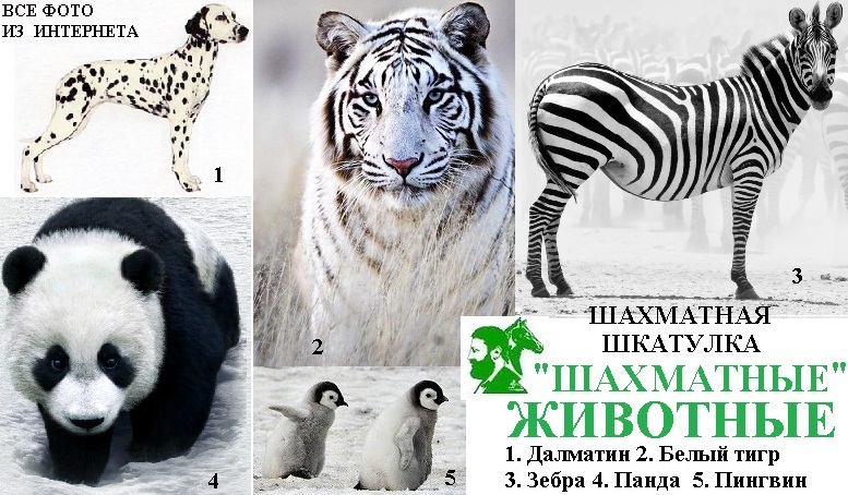 Шахматные животные