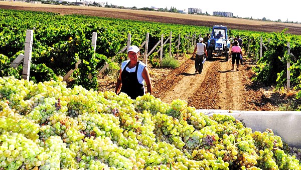 Крым, вино и политика