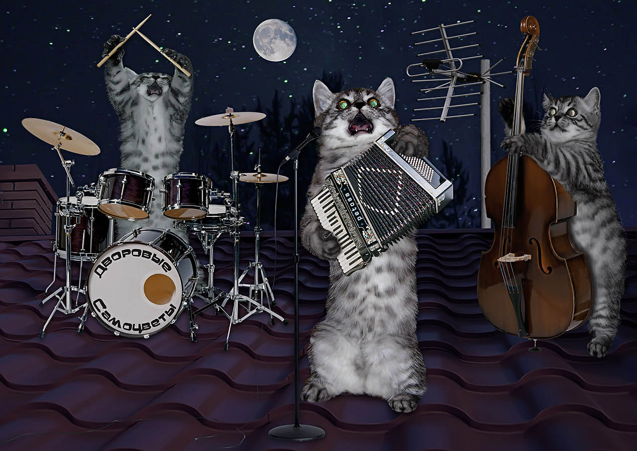Кота музыкальные инструменты. Коты музыканты. Музыкальный кот. Кот с музыкальным инструментом. Кот поет.