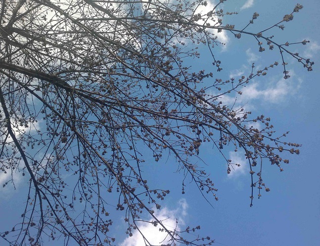 9. 03. Прошу тебя... Триолет 2