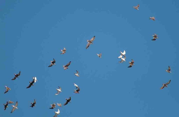 9. 06. Пусть птицы поют... Триолет 5