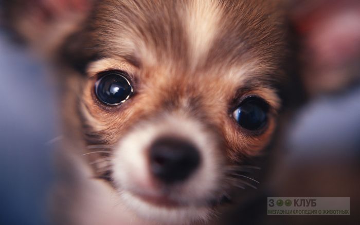 Есть душа у малыша! К фото Яндекс