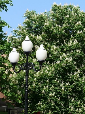 Расцвели каштаны у дороги