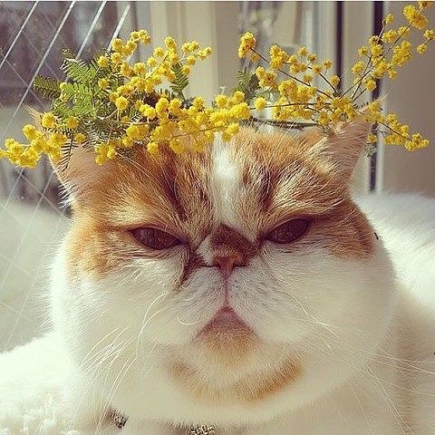 1904 Красота всегда требует жертв 15 03 16. 18-36