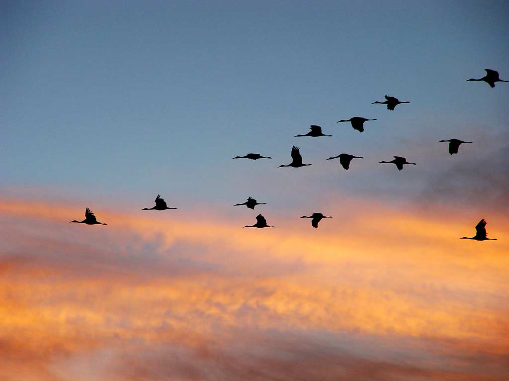 Летящие осенью журавли. Клин перелетных птиц. Журавль в небе. Птицы улетают на Юг. Перелетные птицы в небе.