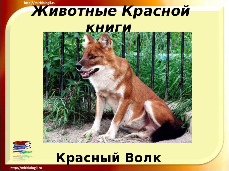 Редкие Животные Из Красной Книги Фото