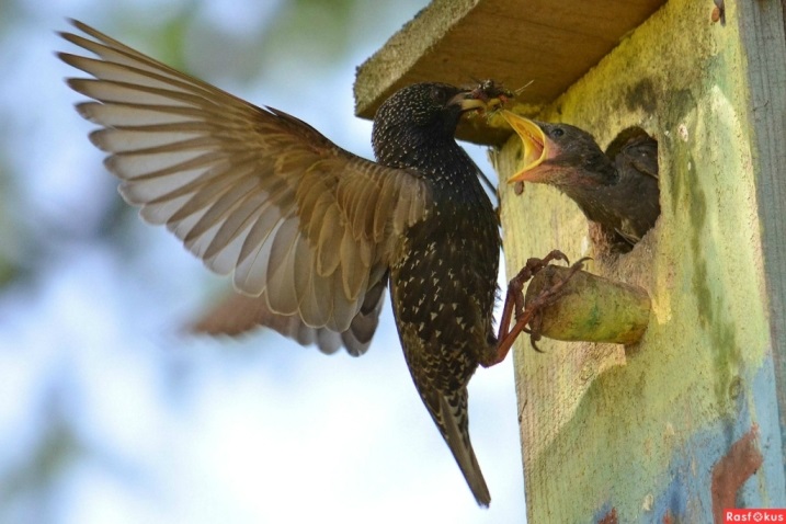 Как же прожорливы малые дети!