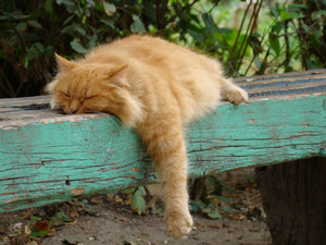 Утро майское