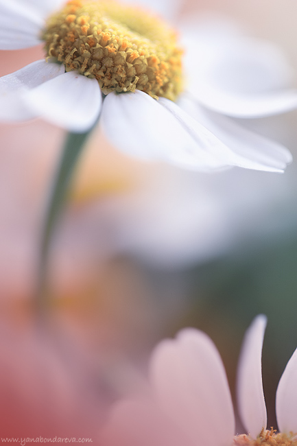 С Днём медицинских сестёр