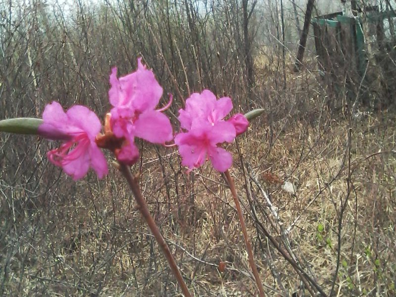 Весенние ощущения