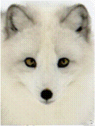 Интересный зверь