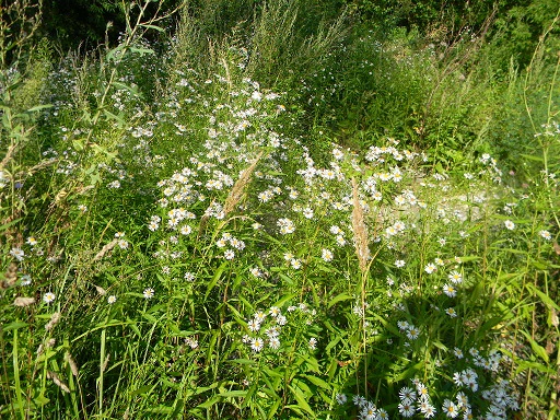 Рук твоих стылый круг...