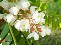 Белая акация