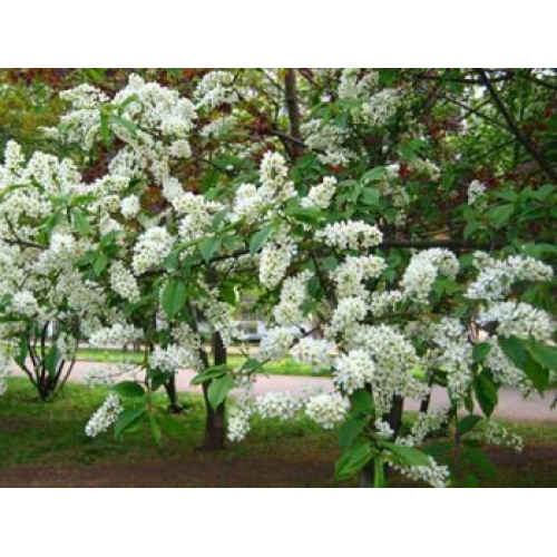 Пенные кисти черемух