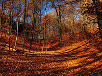 Осенний маскарад