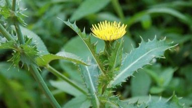 Счастливый