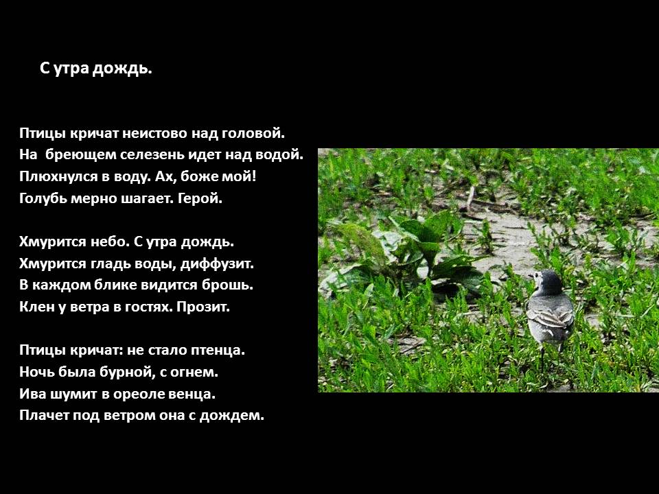 песни крик птицы