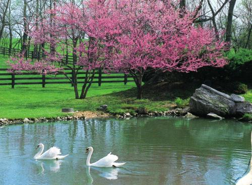 Весеннее наваждение