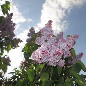 Ах! Сиреневый дурман