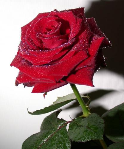 Во имя любви