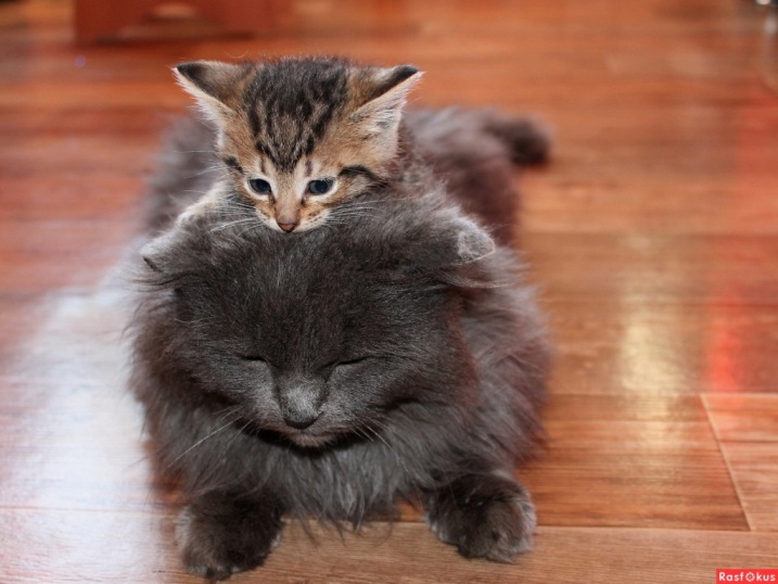 Конкурс пяти строк - Пятьдесят оттенков серого