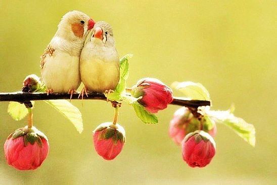 Будни, как птицы...